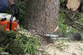 How Our Tree Care Process Works  in  Aberdeen Proving Ground, MD