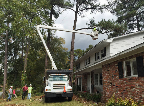 Professional Tree Care in Aberdeen Proving Ground, MD